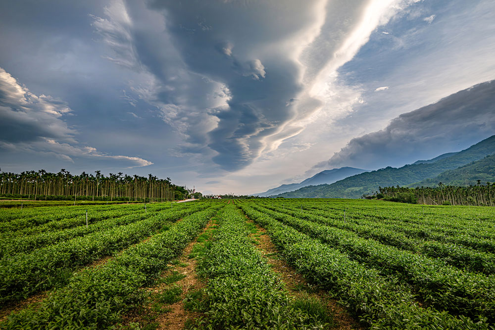 舞鶴茶園